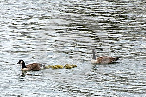 Canada Geese escorting goslings