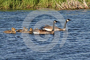 Canada Geese Family