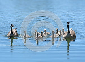 Canada Geese Family