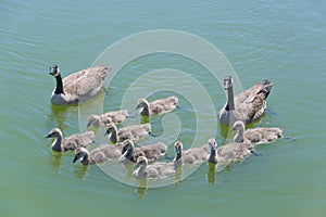 Canada Geese Family