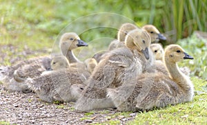 Canada geese family, hertfordshire, england