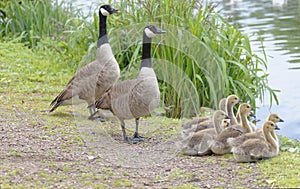 Canada geese family, hertfordshire, england photo