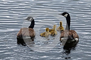 Canada geese family