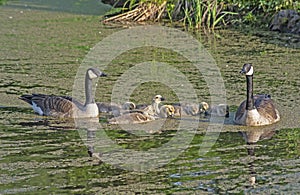 Canada Geese family swimming through waters in a small pond.