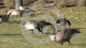 Canada Geese Feeding on lawn