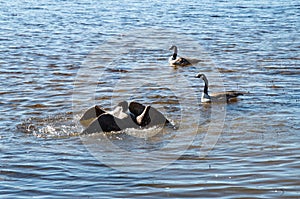 canada geese fighting