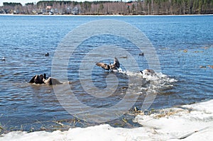canada geese fighting