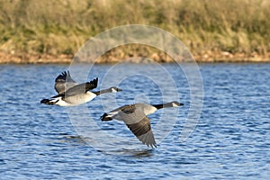 Canada Geese In Flight