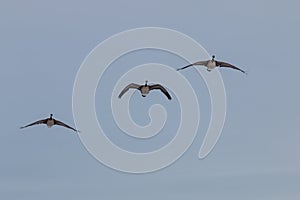 Canada Geese in Flight