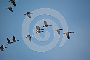 Canada Geese in Flight photo