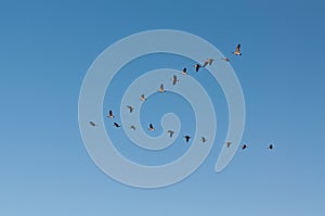 Canada Geese in Flight photo