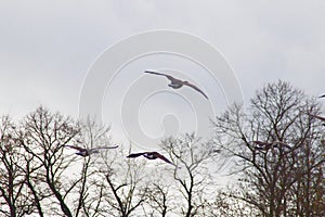 Canada geese in Flight