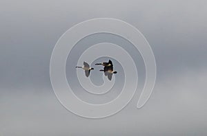 Canada geese in flight