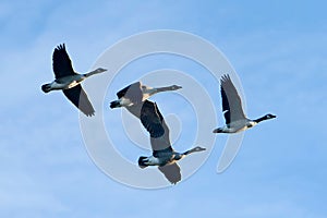 Canada Geese In Flight