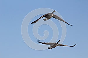 Canada Geese in flight.