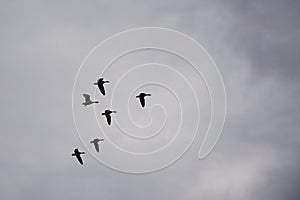 Canada geese in flight