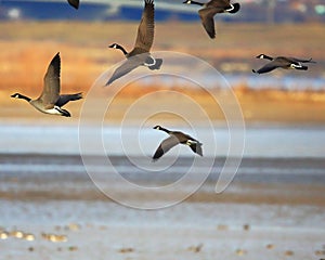 Canada geese in flight