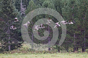 Canada Geese in Flight