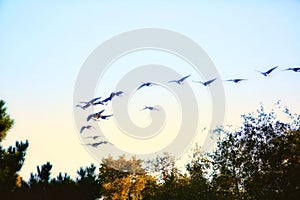 Canada geese in flight above trees