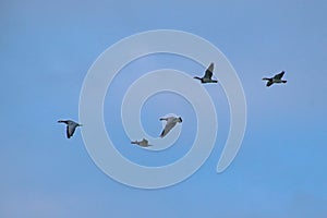 Canada geese in flight on a blue sky