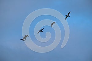 Canada geese in flight on a blue sky with soft clouds