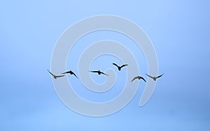 Canada geese in flight on da clear blue sky