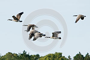 Canada Geese In Flight