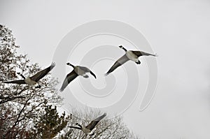 Canada geese in flight formation
