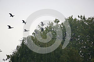 Canada geese in flight over trees