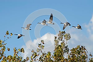 Canada Geese In Flight Over Trees