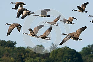 Canada Geese In Flight Over Trees