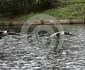 Canada geese in flight over water