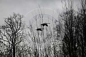 Canada geese in flight silhouette