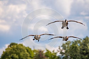 Canada Geese in flight about to land in water