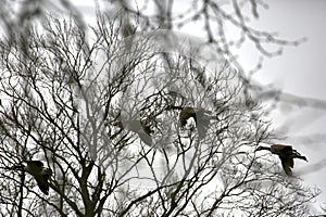 Canada geese in flight through trees