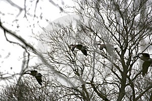 Canada geese in flight through trees