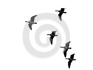 Canada geese in flight, view from below, on white background - Branta canadensis