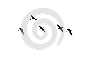 Canada geese in flight, view from below, on white background - Branta canadensis