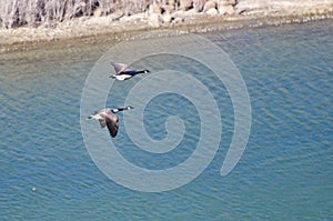 Canada Geese in Flight Viewed From Above