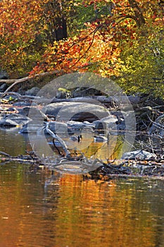 Canada geese floating amid fall foliage reflections, Canton, Con