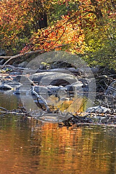 Canada geese floating amid fall foliage reflections, Canton, Con