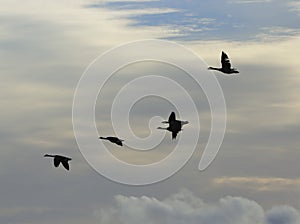 CANADA GEESE FLOCK IN FLIGHT