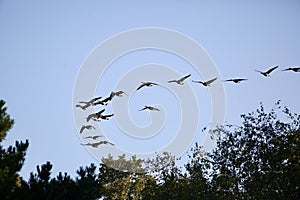 Canada geese flock in flight