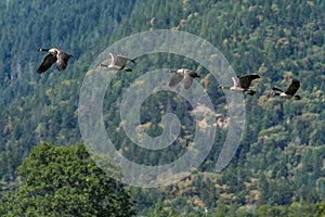 Canada geese flock flying in-flight