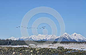 Canada Geese flock flying in Southeast Alaska