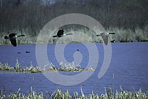 Canada Geese Fly Over Marsh