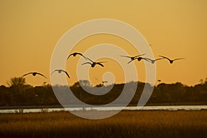 Canada geese fly over Milford Point, Connecticut at sunset.