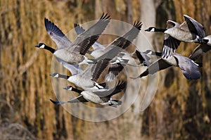 Canada Geese Flying Across the Autumn Woods