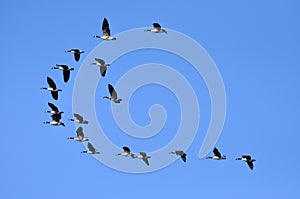 Canada Geese flying in the blue sky