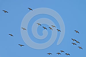Canada Geese Flying Blue Sky Photo and Image. Flock of Canada Geese flying against blue sky
